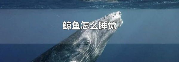 鲸鱼怎么睡觉