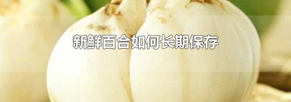 新鲜百合如何长期保存