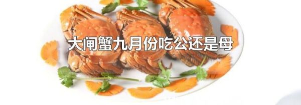 大闸蟹九月份吃公还是母