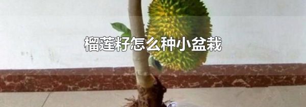 榴莲籽怎么种小盆栽