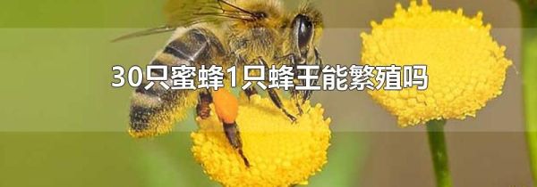 30只蜜蜂1只蜂王能繁殖吗