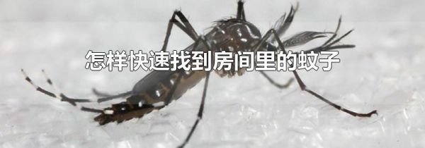怎样快速找到房间里的蚊子