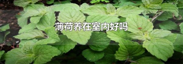薄荷养在室内好吗