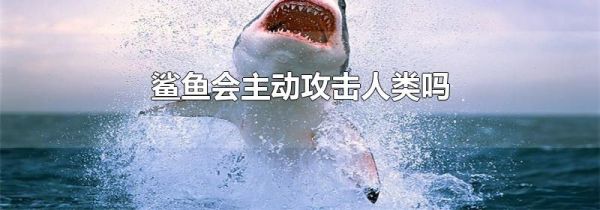 鲨鱼会主动攻击人类吗