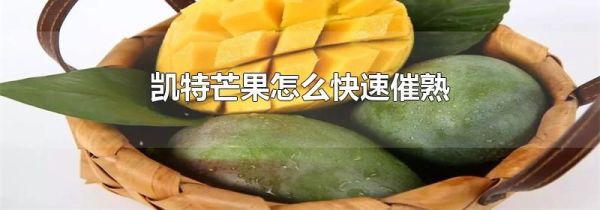 凯特芒果怎么快速催熟