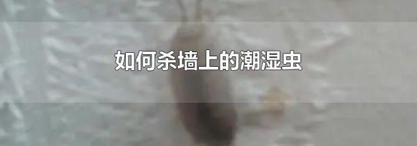 如何杀墙上的潮湿虫