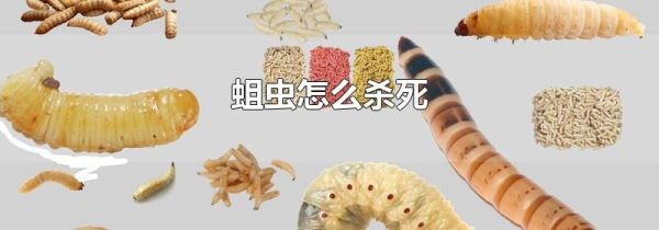 蛆虫怎么杀死