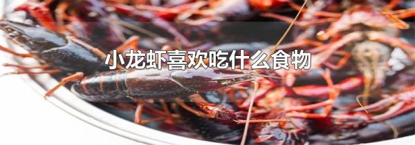 小龙虾喜欢吃什么食物