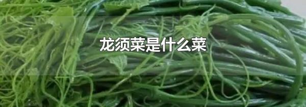 龙须菜是什么菜