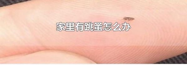 家里有跳蚤怎么办