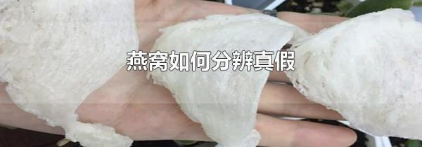 燕窝如何分辨真假