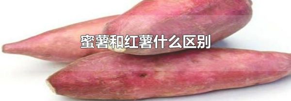 蜜薯和红薯什么区别