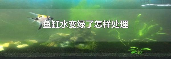 鱼缸水变绿了怎样处理