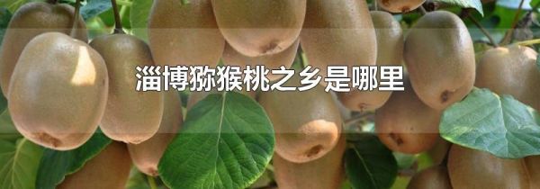 淄博猕猴桃之乡是哪里