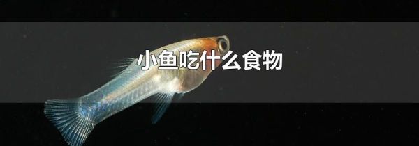 小鱼吃什么食物