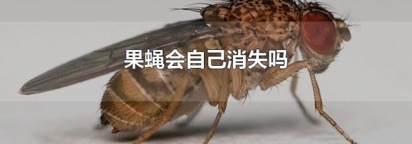 果蝇会自己消失吗