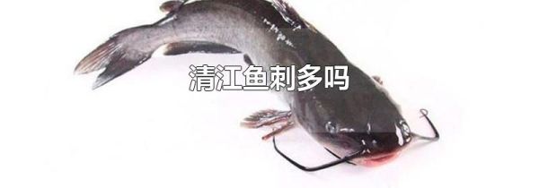 清江鱼刺多吗