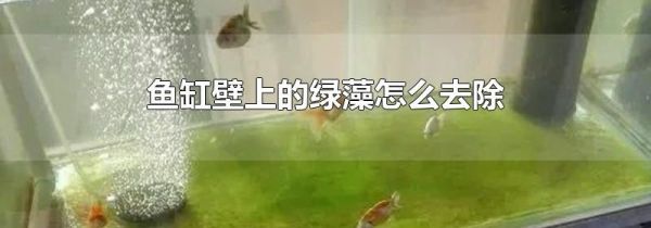 鱼缸壁上的绿藻怎么去除