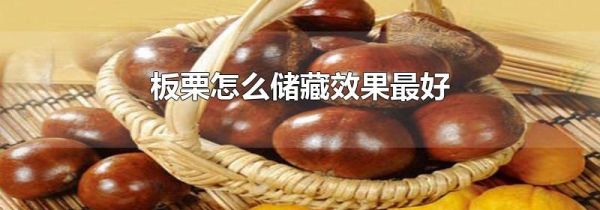 板栗怎么储藏效果最好