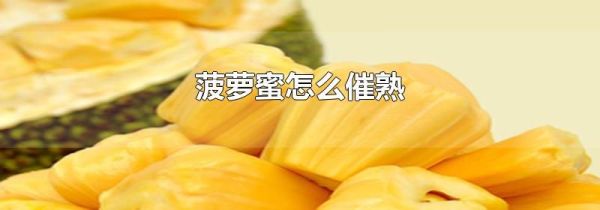 菠萝蜜怎么催熟
