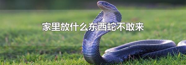 家里放什么东西蛇不敢来