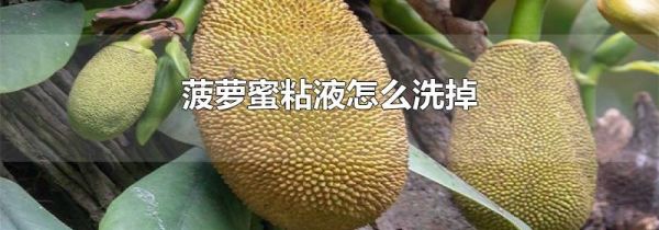 菠萝蜜粘液怎么洗掉
