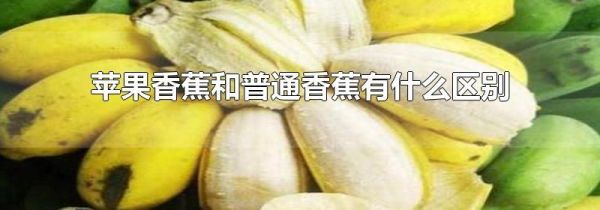 苹果香蕉和普通香蕉有什么区别