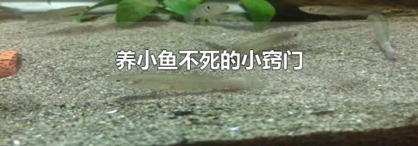 养小鱼不死的小窍门