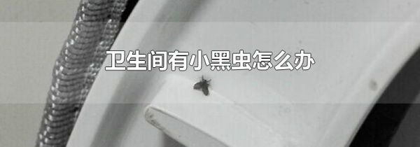 卫生间有小黑虫怎么办