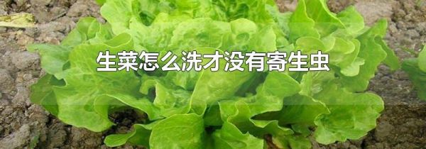 生菜怎么洗才没有寄生虫