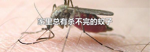 家里总有杀不完的蚊子