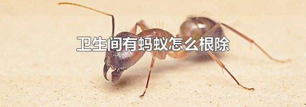 卫生间有蚂蚁怎么根除