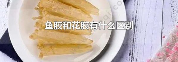 鱼胶和花胶有什么区别