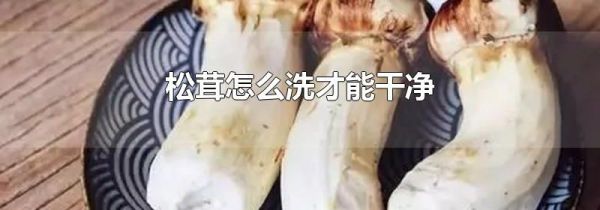 松茸怎么洗才能干净