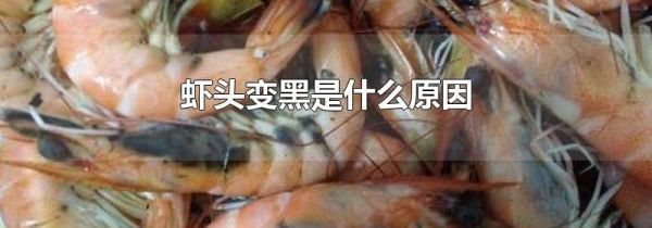 虾头变黑是什么原因