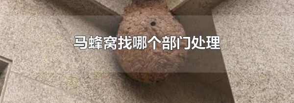 马蜂窝找哪个部门处理