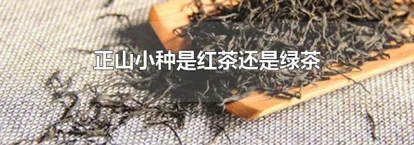 正山小种是红茶还是绿茶