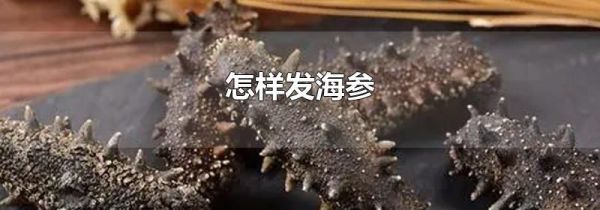 怎样发海参