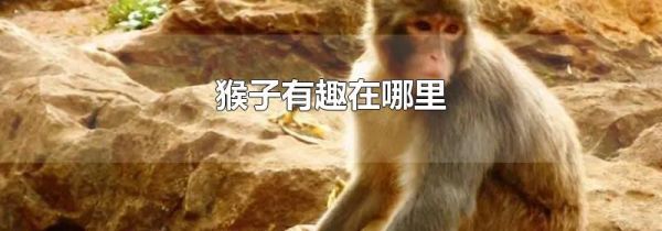 猴子有趣在哪里