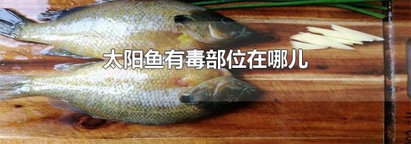 太阳鱼有毒部位在哪儿