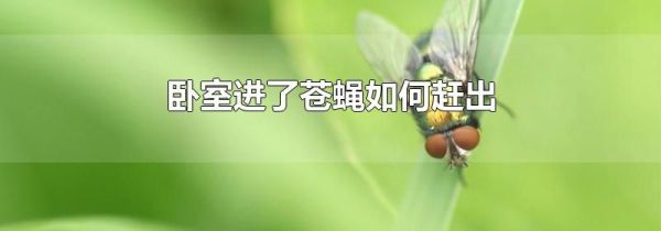 卧室进了苍蝇如何赶出