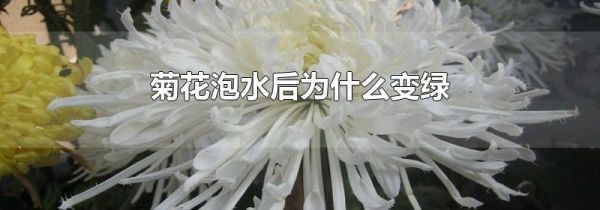 菊花泡水后为什么变绿