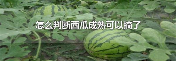 怎么判断西瓜成熟可以摘了