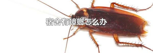 宿舍有蟑螂怎么办