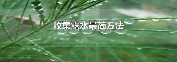 收集露水最简方法