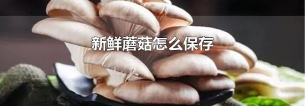 新鲜蘑菇怎么保存