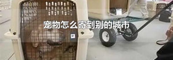 宠物怎么寄到别的城市
