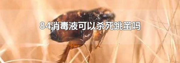 84消毒液可以杀死跳蚤吗