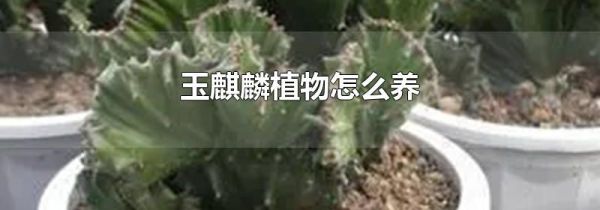 玉麒麟植物怎么养