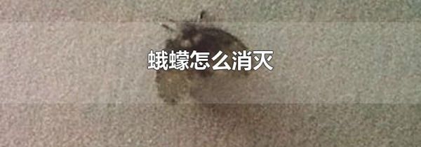 蛾蠓怎么消灭